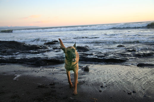 ball in mouth - trotting